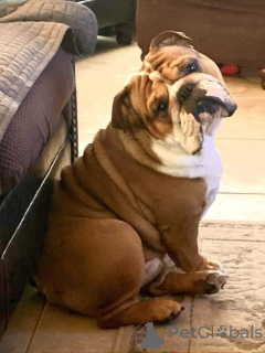 Zdjęcie №1. buldog francuski - na sprzedaż w Tucson | 1525zł | Zapowiedź №133633