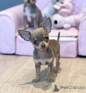 Zdjęcie №3. Adopcja Teacup-Chihuahua ZUR. Niemcy