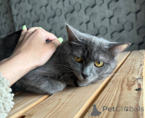 Zdjęcie №3. Przyjaciele, szukając domu kota Dymka.. Federacja Rosyjska