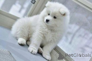 Zdjęcie №1. samojed (rasa psa) - na sprzedaż w Wiener Neustadt | 1435zł | Zapowiedź №168087