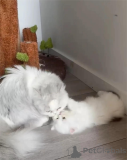 Zdjęcie №1. munchkin - na sprzedaż w Celle | 1674zł | Zapowiedź № 153197