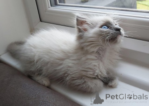 Zdjęcie №1. ragdoll - na sprzedaż w Bönningstedt | 2774zł | Zapowiedź № 174813