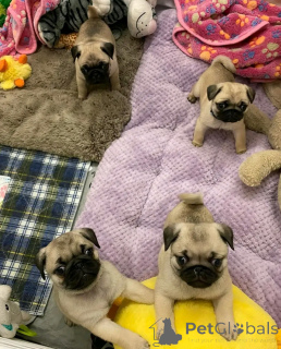 Zdjęcie №1. mops - na sprzedaż w Helsinki | 2153zł | Zapowiedź №161020