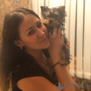 Zdjęcie №2 do zapowiedźy № 135234 na sprzedaż  yorkshire terrier - wkupić się Niemcy prywatne ogłoszenie