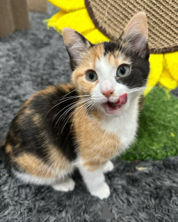 Zdjęcie №3. Koty domowe. Niemcy