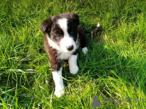 Zdjęcie №3. Urocze szczenięta Border Collie do bezpłatnej adopcji. Niemcy