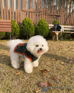 Zdjęcie №4. Sprzedam maltańczyk w Berlin. prywatne ogłoszenie, ze schronu - cena - 2631zł