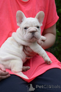 Zdjęcie №1. buldog francuski - na sprzedaż w Mińsk | 3737zł | Zapowiedź №173465