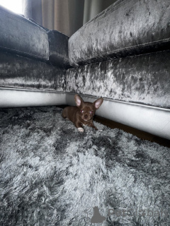 Zdjęcie №2 do zapowiedźy № 139146 na sprzedaż  chihuahua (rasa psów) - wkupić się Niemcy prywatne ogłoszenie