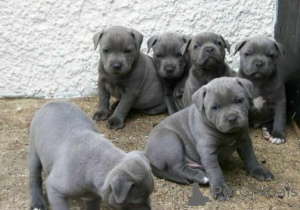 Zdjęcie №1. angielski staffordshire terrier - na sprzedaż w Cēsis | negocjowane | Zapowiedź №159997