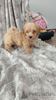 Zdjęcie №3. Maltipoo-Welpen zu vermitteln.. Niemcy