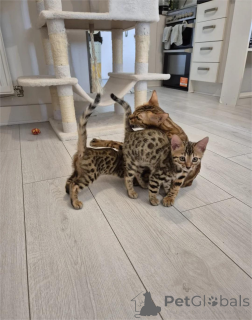 Zdjęcie №1. kot bengalski - na sprzedaż w Bruil | 1674zł | Zapowiedź № 153367