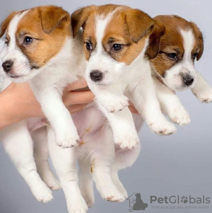 Zdjęcie №1. jack russell terrier - na sprzedaż w Эспоо | negocjowane | Zapowiedź №123601