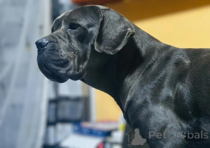 Zdjęcie №2 do zapowiedźy № 135431 na sprzedaż  cane corso - wkupić się Niemcy prywatne ogłoszenie