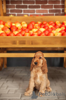 Zdjęcie №4. Sprzedam cocker spaniel angielski w Mińsk. od żłobka, hodowca - cena - 6278zł