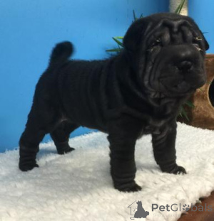 Zdjęcie №1. shar pei - na sprzedaż w Dornbirn | 1435zł | Zapowiedź №168086