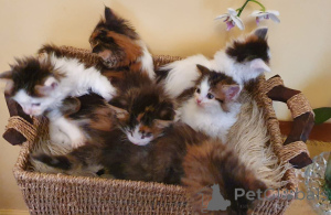 Zdjęcie №4. Sprzedam maine coon w Täby. prywatne ogłoszenie, hodowca - cena - 4784zł