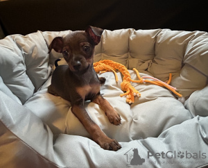 Zdjęcie №3. Ratler-Mädchen. Niemcy