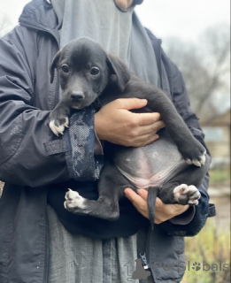 Zdjęcie №1.  - na sprzedaż w Rzeka Moskwa | 0zł | Zapowiedź №159074