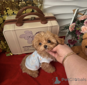 Zdjęcie №3. Elite Maltipoo mini mikro Asia. Białoruś