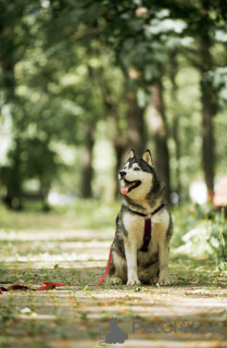 Zdjęcie №3. Kanzi szuka domu. W dobrych rękach.. Federacja Rosyjska