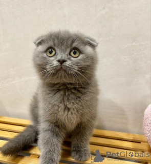 Zdjęcie №1. scottish fold - na sprzedaż w Rochefort | Bezpłatny | Zapowiedź № 128884