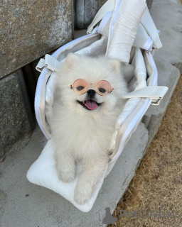 Zdjęcie №2 do zapowiedźy № 166384 na sprzedaż  szpic miniaturowy - wkupić się USA hodowca