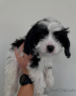 Zdjęcie №1. cavalier king charles spaniel - na sprzedaż w Tandel | negocjowane | Zapowiedź №158450