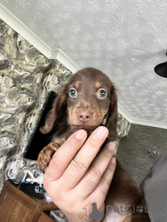 Zdjęcie №4. Sprzedam jamnik w Bremen. prywatne ogłoszenie - cena - 7175zł