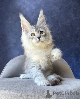 Zdjęcie №2 do zapowiedźy № 169877 na sprzedaż  maine coon - wkupić się Niemcy hodowca