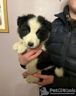 Zdjęcie №3. Border Collie Pups. Finlandia