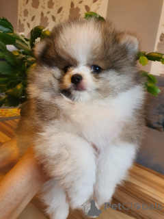 Zdjęcie №1. szpic miniaturowy - na sprzedaż w Aurich | negocjowane | Zapowiedź №166156