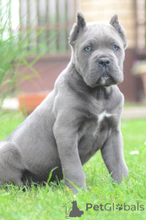 Zdjęcie №3. Najwyższej jakości szczenięta Cane Corso. Serbia