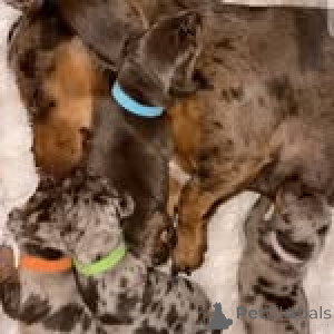 Zdjęcie №4. Sprzedam jamnik w Allensbach. prywatne ogłoszenie - cena - 1818zł