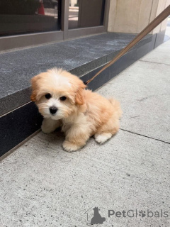 Zdjęcie №2 do zapowiedźy № 161562 na sprzedaż   - wkupić się USA 