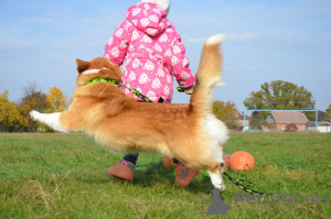 Zdjęcie №3. Niesamowicie piękna i bardzo urocza! Baby Welsh Corgi Pembroke.. Ukraina