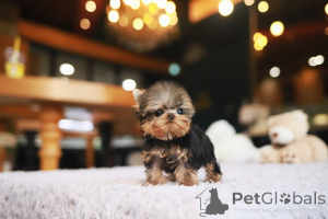 Zdjęcie №3. Dean Janet Kay Puppies House. USA