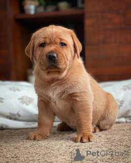 Zdjęcie №3. Szczeniak labradora retrievera. Finlandia