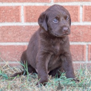 Zdjęcie №4. Sprzedam labrador retriever w Berlin. prywatne ogłoszenie - cena - 2392zł