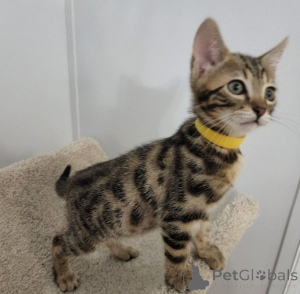 Zdjęcie №3. Kocięta bengalskie Dedigree są już gotowe... Biznesowa WhatsApp447400576553. Finlandia