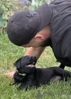 Zdjęcie №2 do zapowiedźy № 146093 na sprzedaż  labrador retriever - wkupić się USA prywatne ogłoszenie, od żłobka, ze schronu, hodowca