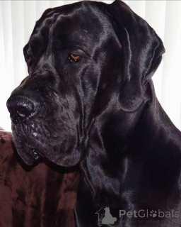 Zdjęcie №3. Deutsche Doggenwelpen. Serbia