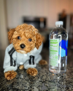 Zdjęcie №1. pudel (zabawka) - na sprzedaż w Helsinki | 2392zł | Zapowiedź №164032