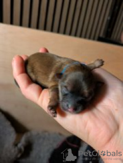 Zdjęcie №2 do zapowiedźy № 126663 na sprzedaż   - wkupić się USA 