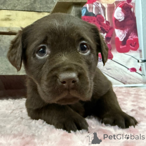 Zdjęcie №2 do zapowiedźy № 163937 na sprzedaż  labrador retriever - wkupić się Wielka Brytania prywatne ogłoszenie