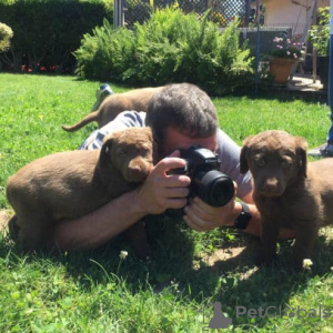 Zdjęcie №1. chesapeake bay retriever - na sprzedaż w Berlin | Bezpłatny | Zapowiedź №126917