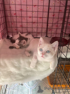 Zdjęcie №4. Sprzedam  w Rzeka Moskwa.  - cena - Bezpłatny