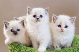 Zdjęcie №1. ragdoll - na sprzedaż w Różnice | negocjowane | Zapowiedź № 173275