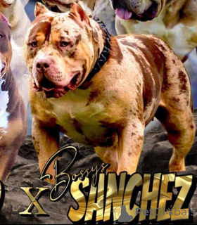 Zdjęcie №4. Sprzedam american bully w Sremska Mitrovica. hodowca - cena - negocjowane