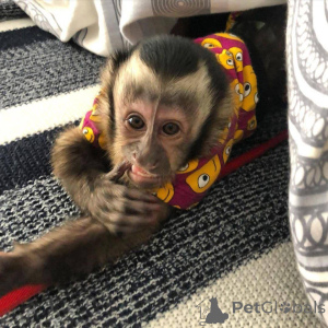 Zdjęcie №4. Sprzedam  w Coventry.  - cena - negocjowane